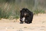 LHASSA APSO 022